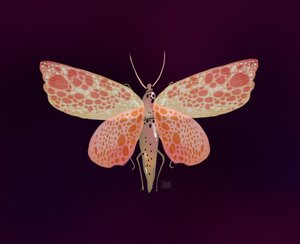 Rosa-orangefläckig nattfjäril
