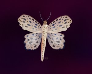 Fläckig fjärilsglöd