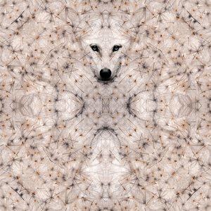 Semi lupus, 2023 (digital blandteknik)