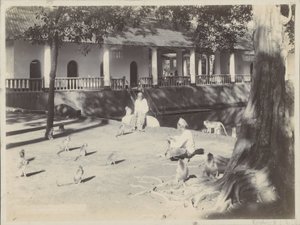 Indiska män med apor på en gård vid ett vatten, möjligen i Surabaya