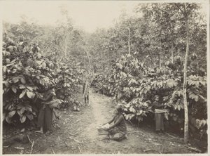 Kvinnor i arbete på en plantage i Nederländska Ostindien