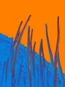 Blå kaktusar och orange himmel av Osvaldo Russo
