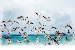 Måsar över det turkosa havet av Osvaldo Russo
