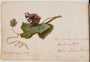 Fjäril på blad av Ottilie Pauline Horneman
