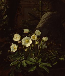 Hellebores in a Rockery (olja på duk)