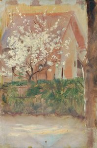 Vitt blommande träd på gården