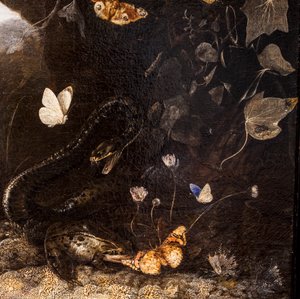 Ormar, paddor och fjärilar av Otto Marseus van Schrieck