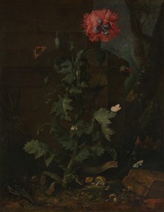 Stilleben med vallmo, insekter och reptiler, ca. 1670.