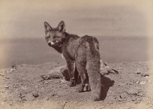 [Fox], 1886. av Ottomar Anschütz