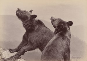 [Två björnar], 1889. av Ottomar Anschütz