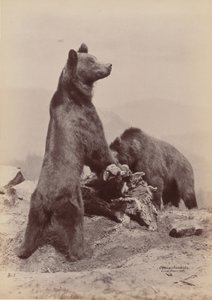 [Två björnar], 1889. av Ottomar Anschütz
