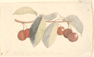 En gren med paradisäpplen. av P.C. Skovgaard