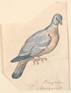 En ringdue. av P.C. Skovgaard