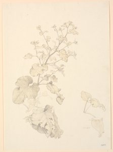 Skräpväxter. av P.C. Skovgaard