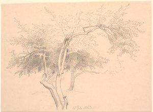 Studie av trädtopparna. av P.C. Skovgaard