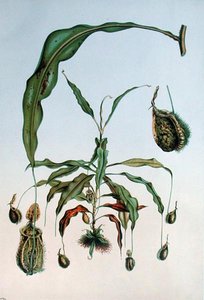 Nepenthes Hookeriana, botanisk platta från 