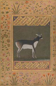 Black Buck, Folio från Shah Jahan Album, recto: ca. 1615-20, tergo: ca. 1530-50. av Painting attributed to Manohar