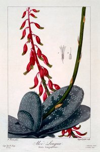 Aloe Tongue, pub. 1836.