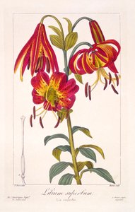 American Turkscap Lily, pub. 1836.