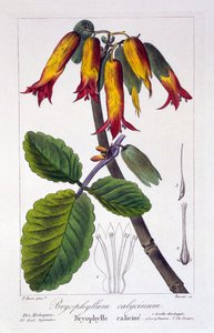 Bryophyllum calycinum, pub. 1836