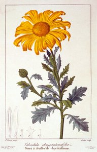 Calendula officinalis kruka ringblomma, pub. 1836.