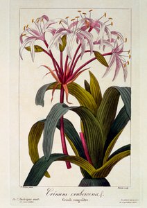 Rodnande hår, pub. 1836
