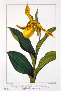 Cypripedium, pub. 1836.