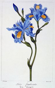 Fringed Iris, pub. 1836.