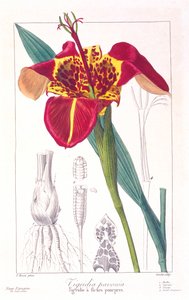 Tigerblomma eller påfågelblomma, pub. 1836.