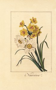 Påsklilja varieites, Narcisse, Narcissus poeticus och Narcissus pseudonarcissus