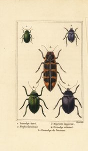 Dogbanebagge, Chrysochus auratus 1, Hoplia argentea 2, banksia juvelbagge, Cyrioides imperialis 3, Eumolpus fulgidus 4 och Eumolpus surinamensis 5