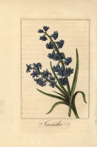 Hyacint, jacinthe, Hyacinthus orientalis