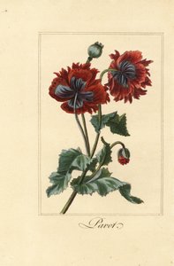 Hybrid variation av vallmo, pavot, Papaver rhoeas