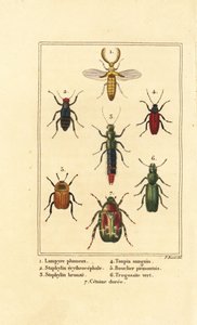 Lampyrisbagge, rovbagge, Staphylinus erythropterus 2, Staphylinus art 3, Ampedus sanguineus 4, Silpha pedeonta 5, Temnoscheila virescens 6 och rosenskav, Cetonia aurata 7