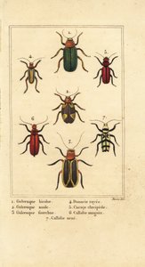 Bladbaggar, Galeruca art 1, Aulacophora analis 2, Cyclotrypema furcata 3, Donacia vittata 4, platt barkborre, Cucujus clavipes 5, Pyrrhidium sanguineum 6 och Chlorophorus varius 7