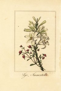 Lilja och röd evigt, Lys och odödlig, vit lilja och blodig Helichrysum