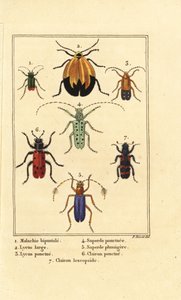 Malakitbagge, Malachius bipustulatus 1, nätvingade skalbaggar, Lycus melanurus 2, Lycus punctatus 3, Saperda punctata 4, Saperda art 5, Trichodes octopunctatus 6 och Trichodes apiarius 7