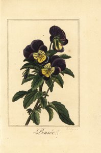Pensé, pensee, Viola tricolor var. av Pancrace (after) Bessa