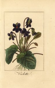 Söt viol, Violette, Viola odorata