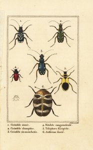 Tigerbaggar, Cicindela sinuata 1, Cicindela campestris 2, Cicindela sexguttata 3, Nitidula blodfläckade 4, varierad mattbagge, gulaktig telefor 5, Anthrenus verbasci 6
