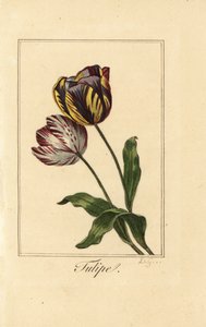 Sorter av tulpan, tulpan, Tulipa gesneriana
