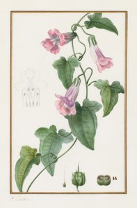 (Botaniskt: Maurándia semperflorens) av Pancrace Bessa