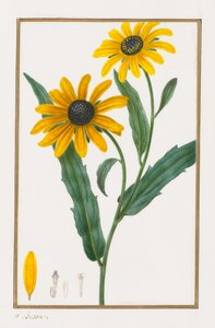 Svartögda Susan, 1828-1835. av Pancrace Bessa