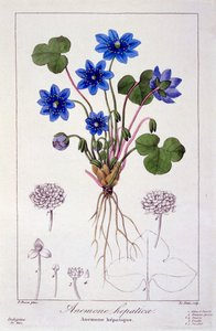 Hepatica nobilis, 1836 (handfärgad gravyr)