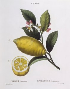 Citron (Citrus limonium), Henry Louis Duhamel du Monceau, botanisk tallrik av Pancrace Bessa