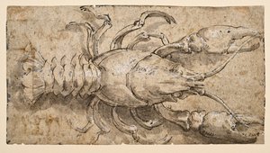 Kräftor (recto) av Parmigianino