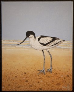 Avocet, 2016 av Pat Scott