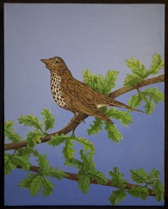 Misteltrast, 2016 av Pat Scott
