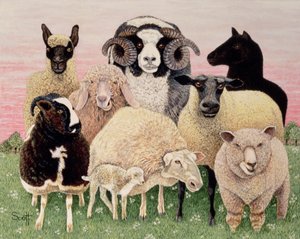 Shepherds glädje av Pat Scott