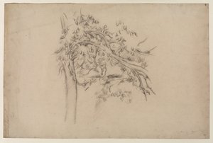 Study of a Tree, c.1885-87 (grafit på papper) av Paul Cézanne